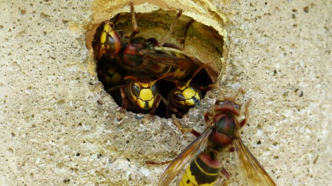 Hornets Vespa Crabro Animal Insect  - Hans / Pixabay