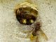 Hornets Vespa Crabro Animal Insect  - Hans / Pixabay