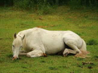 Horse Mold Thoroughbred Arabian  - rihaij / Pixabay