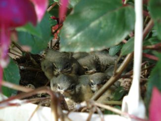Nest Bird S Nest Spatzennest Summer  - Beeki / Pixabay