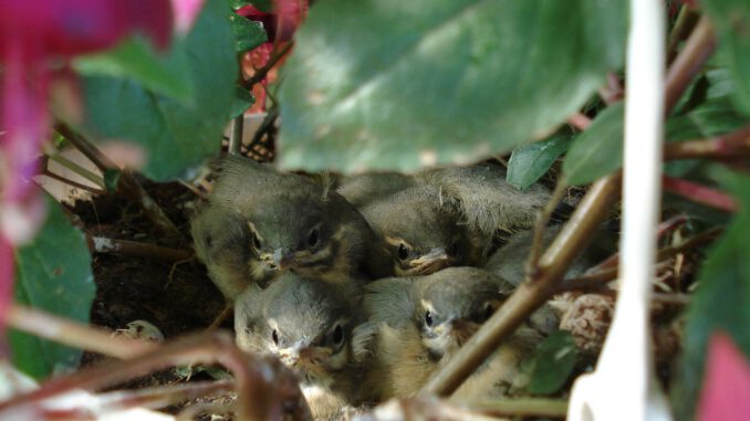 Nest Bird S Nest Spatzennest Summer Nest Bird S Nest Spatzennest Summer - Beeki / Pixabay