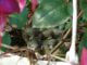 Nest Bird S Nest Spatzennest Summer  - Beeki / Pixabay