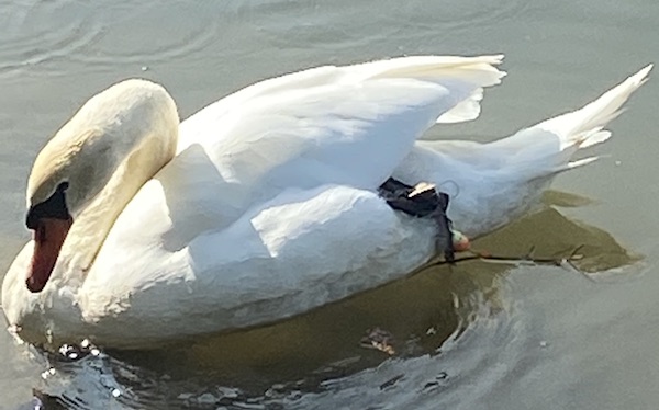 2020-09-18 Tierrettung Schwan Copyright Feuerwehr Wertheim