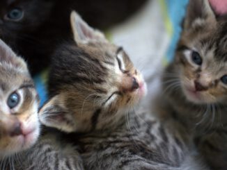 Cat Cat Baby Kitten Young Animal - webandi / Pixabay