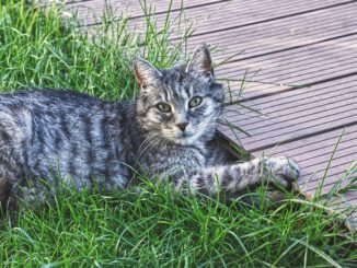 Cat Satisfied Lying Ground Animal  - Alexas_Fotos / Pixabay