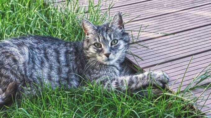 Cat Satisfied Lying Ground Animal  - Alexas_Fotos / Pixabay