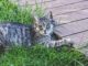Cat Satisfied Lying Ground Animal  - Alexas_Fotos / Pixabay