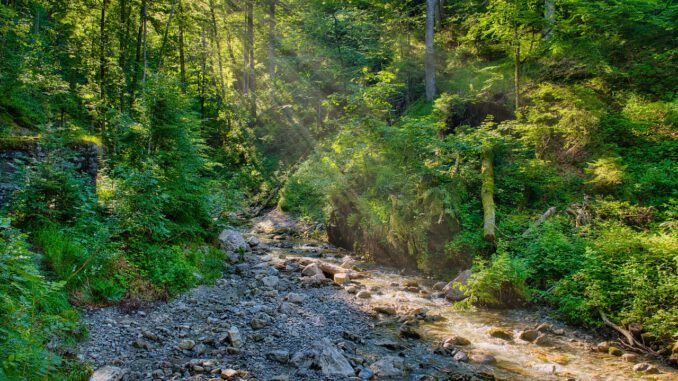 Forest Nature Torrent Bach Light  - Antranias / Pixabay