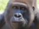 Monkey Gorilla Animal Furry  - Greenarrow1986 / Pixabay