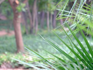 Park Plants Leaves Foliage Palm  - Korbstuhl-am-Meer / Pixabay