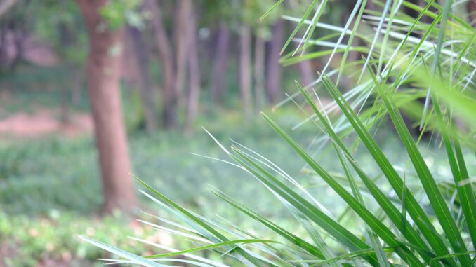 Park Plants Leaves Foliage Palm  - Korbstuhl-am-Meer / Pixabay