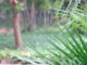 Park Plants Leaves Foliage Palm  - Korbstuhl-am-Meer / Pixabay