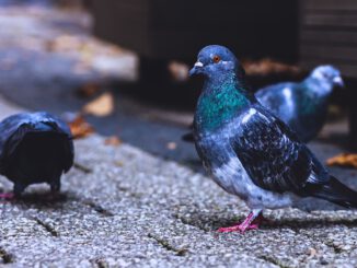 Birds Pigeons Wings Feathers - Platus / Pixabay