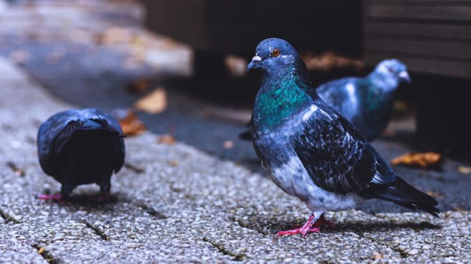 Birds Pigeons Wings Feathers Birds Pigeons Wings Feathers - Platus / Pixabay