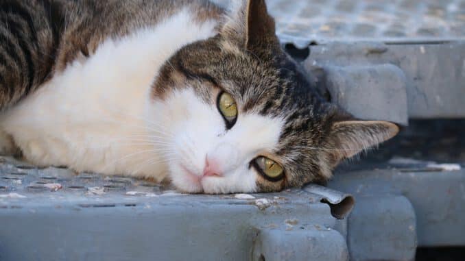 Cat Grumpy Concerns Portrait Cat Grumpy Concerns Portrait - manfredrichter / Pixabay