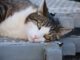 Cat Grumpy Concerns Portrait  - manfredrichter / Pixabay