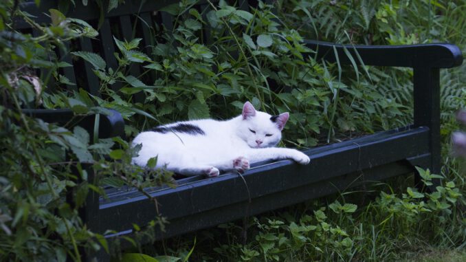 Cat Katze Animals Pet Cat Katze Animals Pet - depaulus / Pixabay