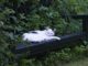 Cat Katze Animals Pet  - depaulus / Pixabay