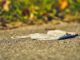 Coronavirus Mask Garbage Junk  - distelAPPArath / Pixabay