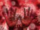 Hands Virus Bacteria Coronavirus  - geralt / Pixabay