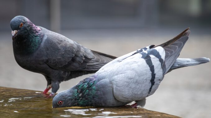 Pigeons Doves Birds Animals Avian  - analogicus / Pixabay