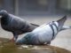Pigeons Doves Birds Animals Avian  - analogicus / Pixabay