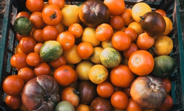 Lebensmittel schon vor dem Container retten