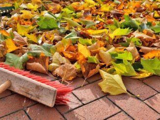 Herbstlaub: Wann Fegen Pflicht ist