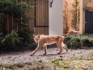 ++ Artenschutz: Luchs-Auswilderung im Thüringer Wald ​– Langzeitprojekt startet ...