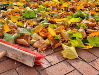 Wohin mit dem Laub? Tipps zum Umgang mit der herbstlichen Blätterflut