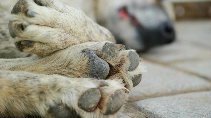 Hund lieg tot auf dem Boden