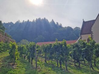 Herbstwanderung rund um das Kloster Bronnbach am 8. Oktober