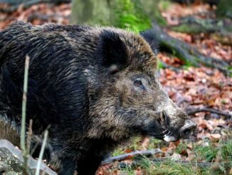 Änderung bei Trichinenuntersuchung von Wildschweinen