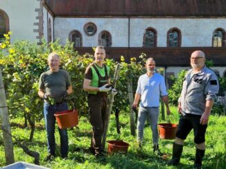 Weinlese für Landratsviertele im Josefsberg Bronnbach