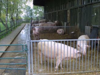 Themen rund um die Schweinehaltung stehen im Fokus