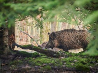 Änderung bei Trichinenuntersuchung von Wildschweinen