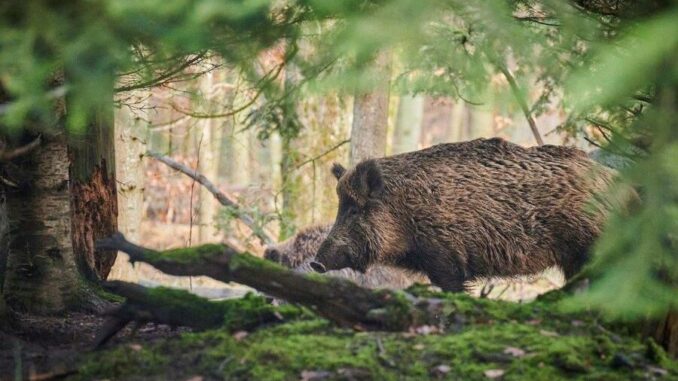 Änderung bei Trichinenuntersuchung von Wildschweinen