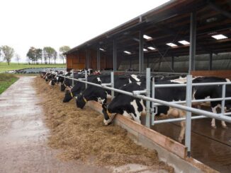 Artgerechte Tierhaltung im Fokus der Rinderfachtagung am 20. Dezember in Bad Mergentheim