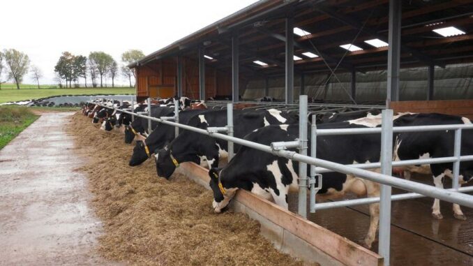 Artgerechte Tierhaltung im Fokus der Rinderfachtagung am 20. Dezember in Bad Mergentheim