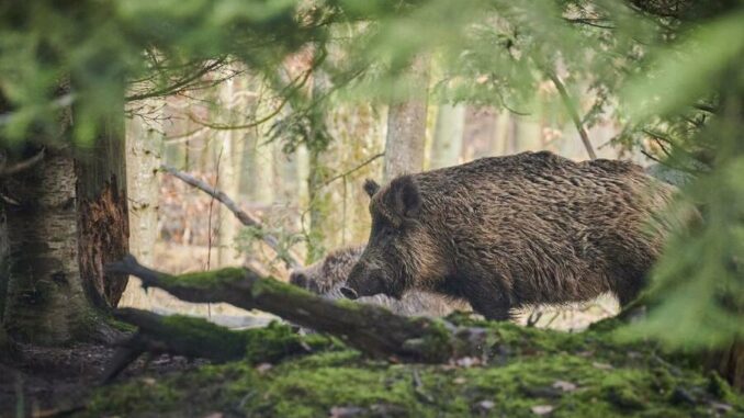 Aujeszky'sche Krankheit bei Wildschweinen nachgewiesen - Menschen sind nicht betroffen