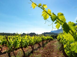 Rückblick und Ausblick zu aktuellen Themen im Weinbau - Vortragsabende in Dertingen und Beckstein für Winzer