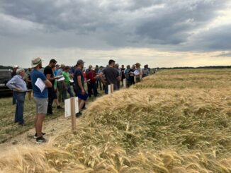 Sortenführung auf dem zentralen Versuchsfeld in Boxberg - Feldrundgang für Landwirte