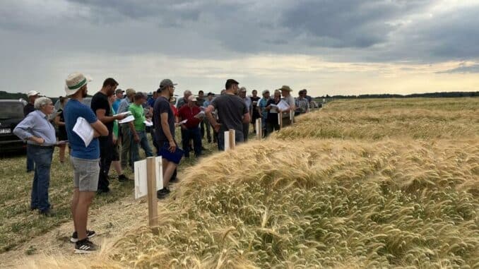 Sortenführung auf dem zentralen Versuchsfeld in Boxberg - Feldrundgang für Landwirte