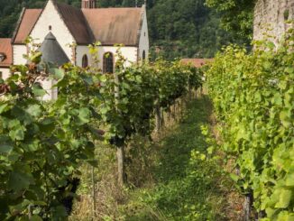 Rundgang durch den Josefsberg am Kloster Bronnbach am 8. September