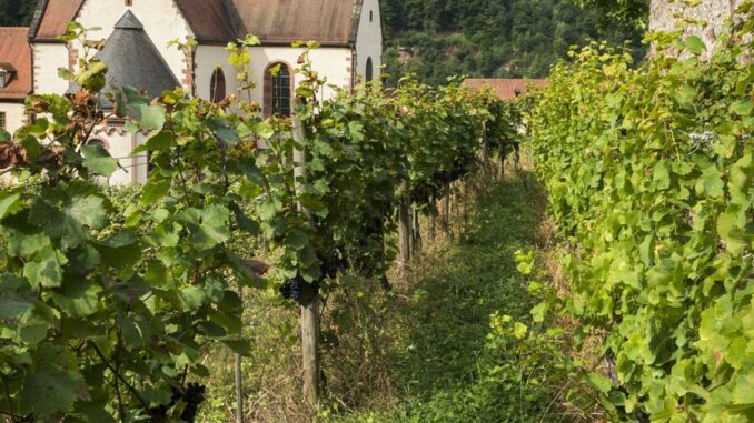 Rundgang durch den Josefsberg am Kloster Bronnbach am 8. September