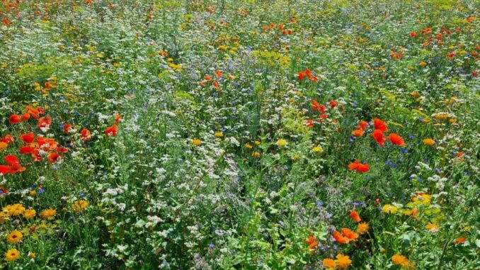 Biodiversitätsstilllegungen im Ackerbau im Fokus - Infoveranstaltung am 24. September
