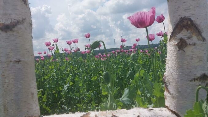 Ein üppiges Blütenmeer erstrahlt im Frühsommer