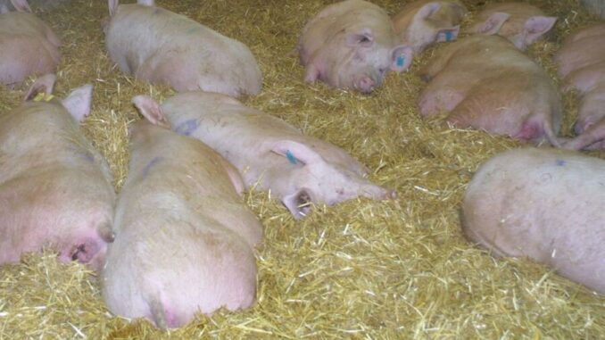 Fachtagung für Landwirte zur Schweinehaltung am Mittwoch, 18. Dezember, in Bad Mergentheim