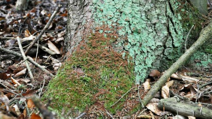 Forstamt appelliert an Besitzer die Waldgrundstücke regelmäßig zu überprüfen