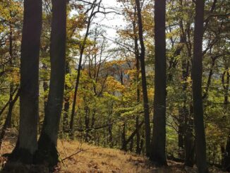 Waldbaden: Ein Erlebnis für Köper und Seele